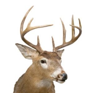 Meet your Posher, Jake